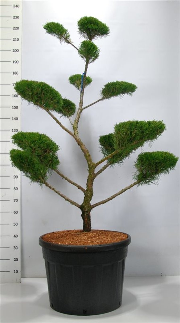 Juniperus pf. 'Mint Julep' - 125-150 CM Bonsai Cont.